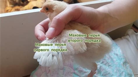 Определение живости цыпленка по запаху