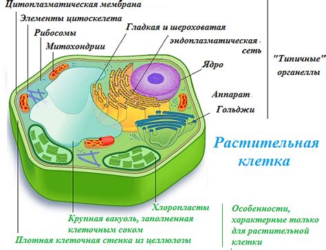 Определение и значение перезагрузки организма