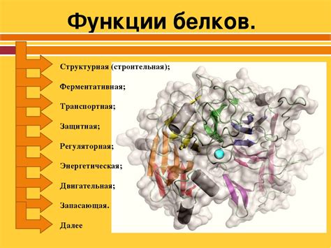 Определение и функции белка