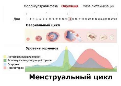 Определение овуляции и ее значение для женского организма
