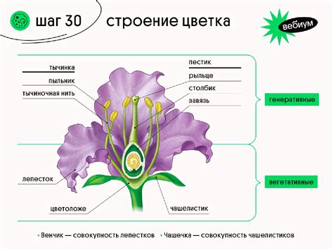 Определение основной формы цветка