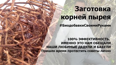 Определение параметров настройки резки корней пырея