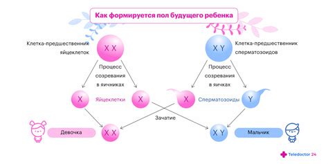 Определение пола ребенка