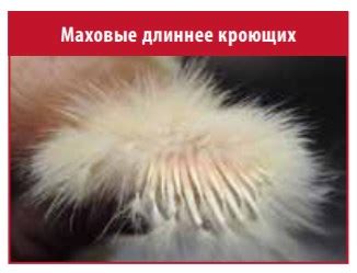 Определение пола цыплят по окрасу оперения