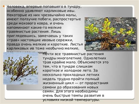 Определение растения для создания мохового ковра