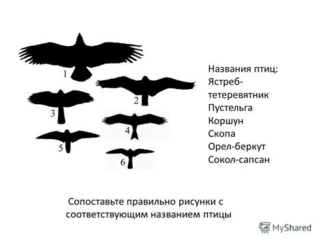 Определение хищных птиц по силуэту