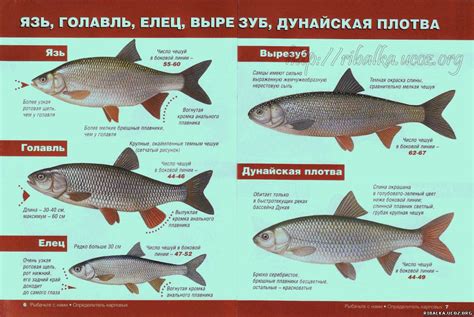 Определение цифровых рыб