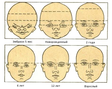 Определяем размеры и пропорции