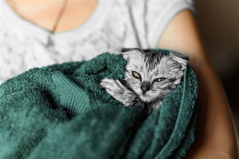 Оптимальная частота купания котенка: полезные советы и рекомендации