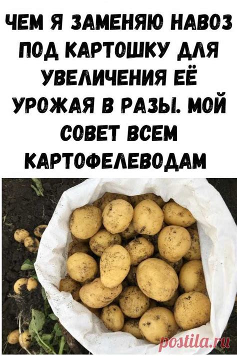 Оптимальное время для внесения навоза под картошку: ответы на вопросы