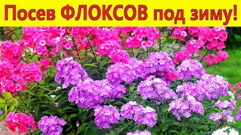 Оптимальное время для посадки флоксов на рассаду в Сибири