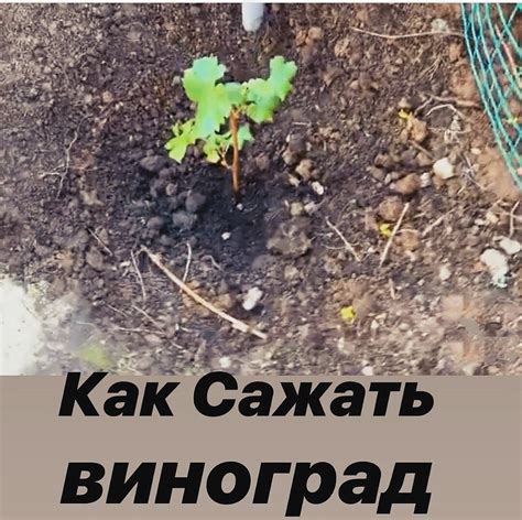 Оптимальное время и инструкция по посадке