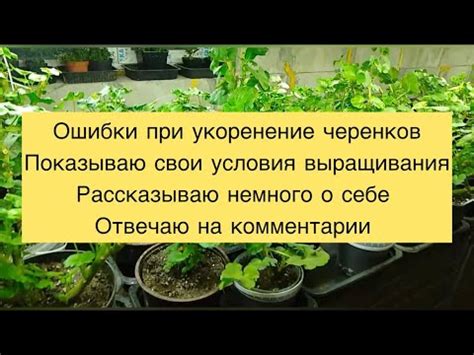 Оптимальные условия выращивания молодых черенков