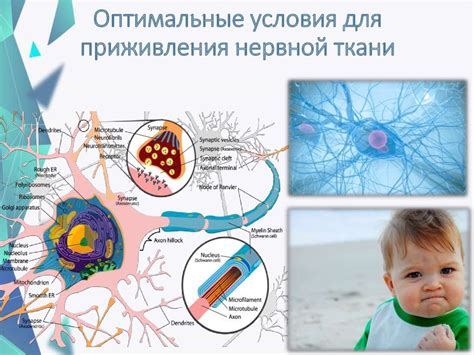 Оптимальные условия для приживления