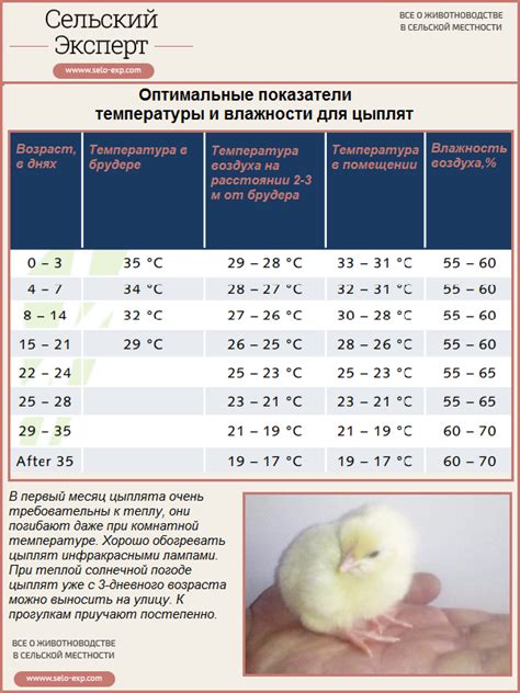 Оптимальные условия содержания для суточных бройлеров