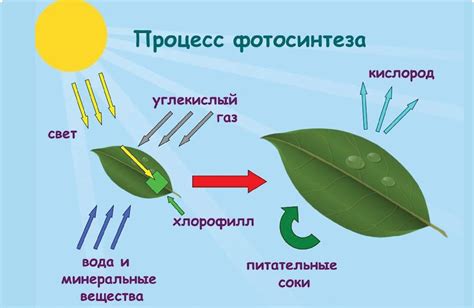 Оптимизация растений для фотосинтеза