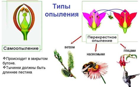 Опыление и распространение пыльцы