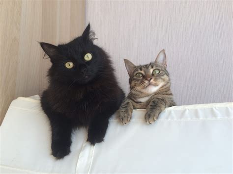Опыт с предыдущими кошками