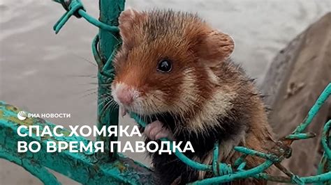 Организация безопасности хомяка во время поездки