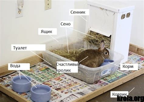 Организация комфортных условий для жизни кролика в квартире