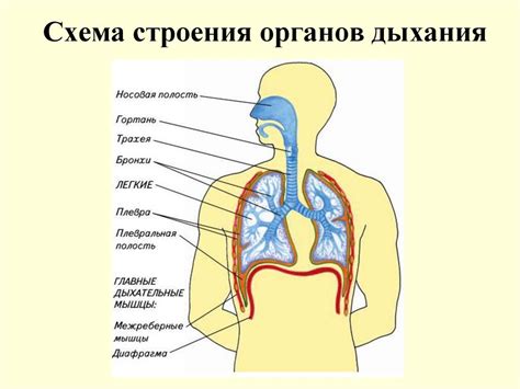 Органы дыхания