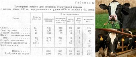 Осенний период и снижение продуктивности коров