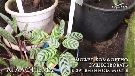 Осенний уход за домашними цветами