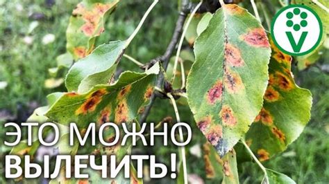 Осенняя обработка яблоней от грибковых инфекций