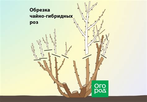 Осенняя обрезка комнатной розы - полезные советы