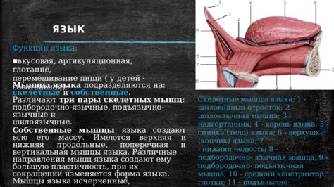 Ослабление мышц глотки и его влияние на задержку остатков пищи