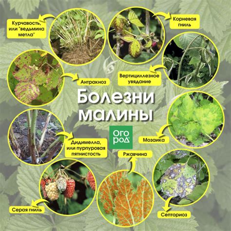 Основные виды вредителей малины