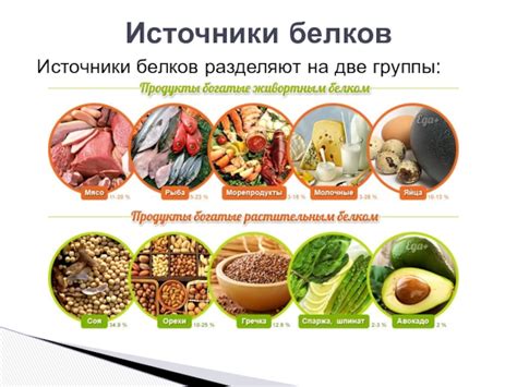 Основные источники белка