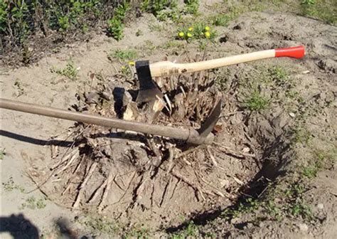 Основные методы для удаления старого пня