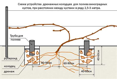 Основные методы полива двухлетнего винограда