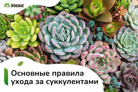 Основные ошибки в уходе за суккулентами: что нужно избегать
