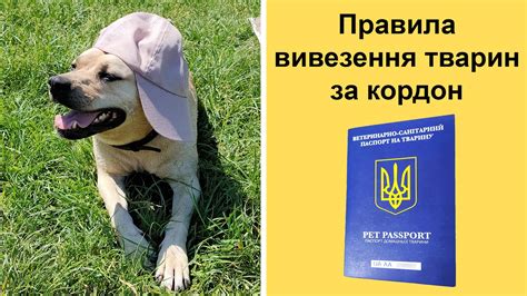 Основные правила и ограничения вывоза ракушек с Мальдив: важная информация