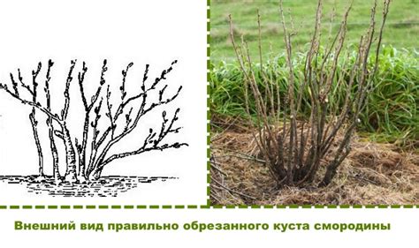 Основные правила обрезки листьев смородины