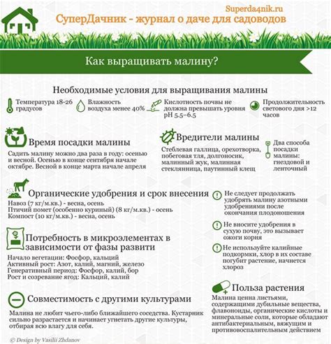 Основные правила подкормки лини