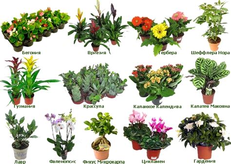 Основные преимущества и красота растения