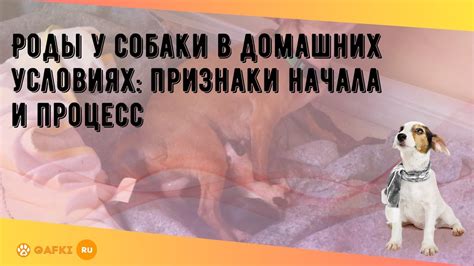 Основные признаки бесплодия у собаки