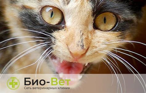 Основные признаки бешенства у котов