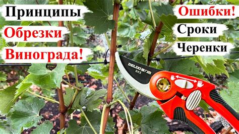 Основные принципы зимней обрезки винограда