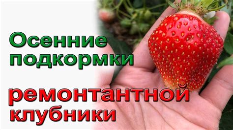 Основные принципы ухода за ремонтантной клубникой осенью