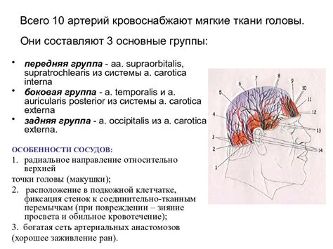 Основные принципы формирования мозговой активности