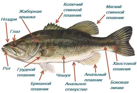 Основные причины гниения рыбы с головы