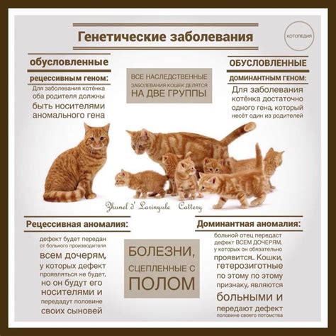 Основные причины запоров у котов: как предотвратить неприятные последствия