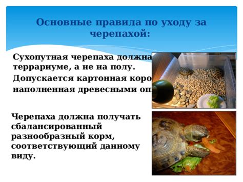 Основные причины зябликов в террариуме