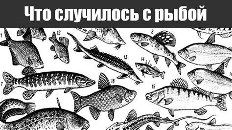 Основные причины появления описторхозной рыбы