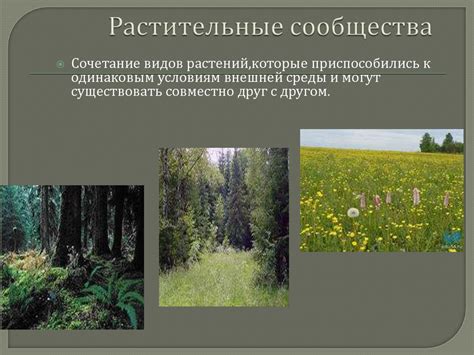 Основные причины редкой растительности