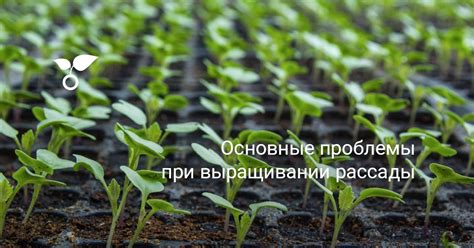 Основные проблемы при выращивании кизила и их решение